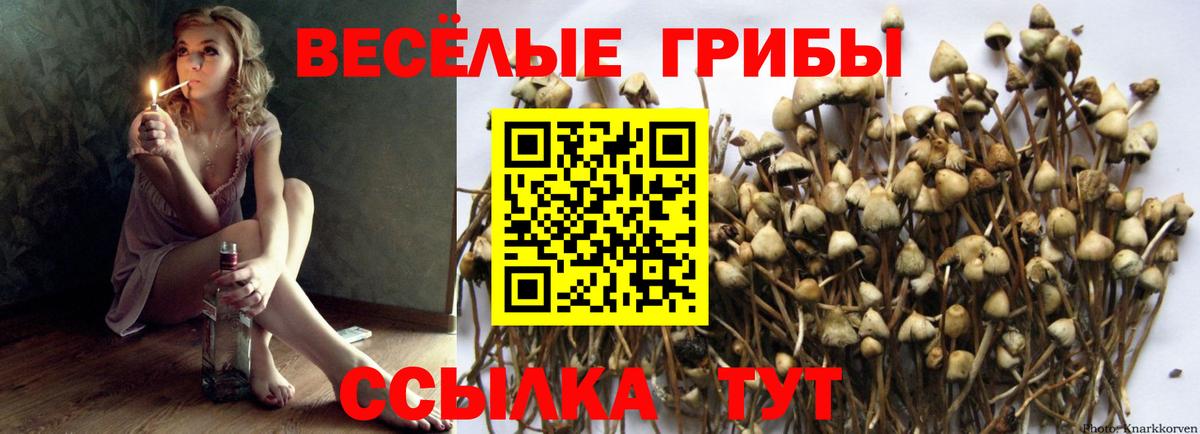 Псилоцибиновые грибы GOLDEN TEACHER  Галлюциногенные грибы Psilocybine cubensis  Кумертау  Вход с VPN 